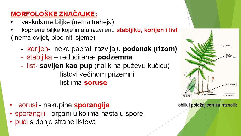 MORFOLOŠKE ZNAČAJKE: • vaskularne biljke (nema traheja) • kopnene biljke koje imaju razvijenu stabljiku,
