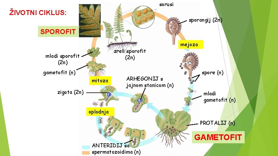 sorusi ŽIVOTNI CIKLUS: sporangij (2 n) SPOROFIT zreli sporofit (2 n) mladi sporofit (2