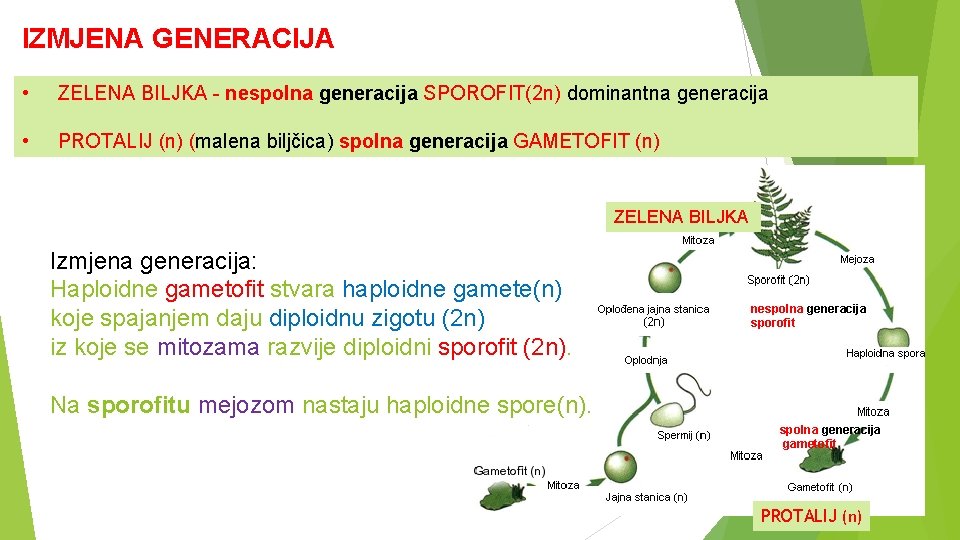 IZMJENA GENERACIJA • ZELENA BILJKA - nespolna generacija SPOROFIT(2 n) dominantna generacija • PROTALIJ