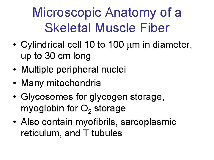 Microscopic Anatomy of a Skeletal Muscle Fiber • Cylindrical cell 10 to 100 m