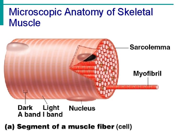 Microscopic Anatomy of Skeletal Muscle 