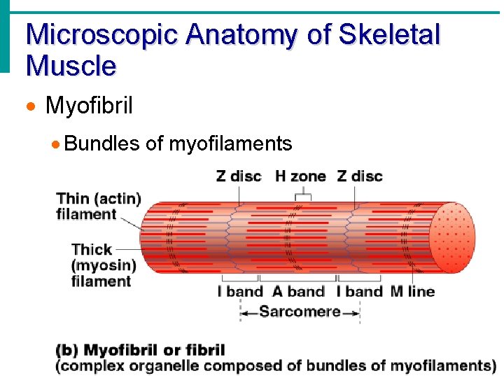 Microscopic Anatomy of Skeletal Muscle · Myofibril · Bundles of myofilaments 