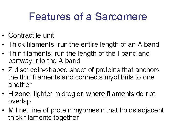 Features of a Sarcomere • Contractile unit • Thick filaments: run the entire length