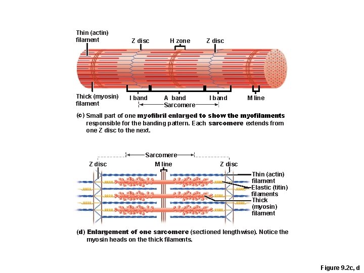 Thin (actin) filament Thick (myosin) filament Z disc I band H zone A band