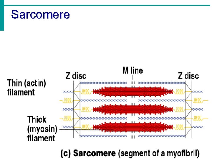 Sarcomere 