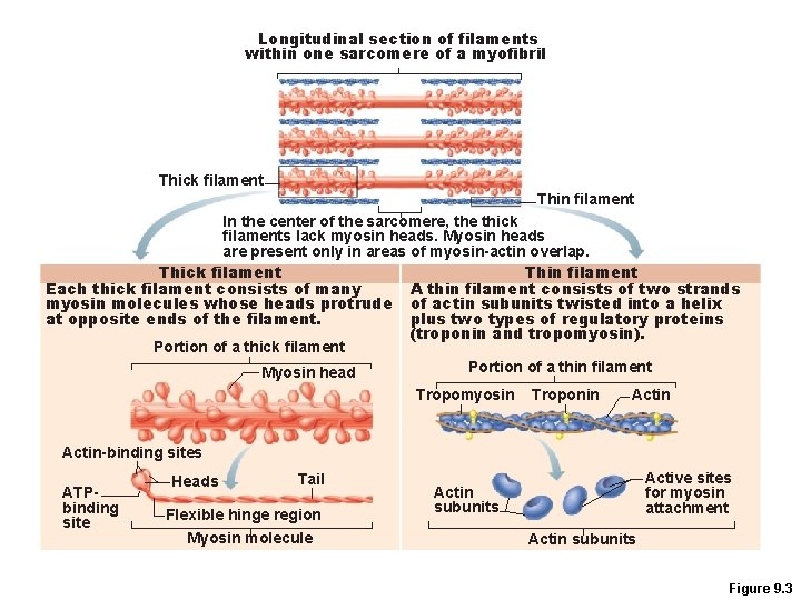 Longitudinal section of filaments within one sarcomere of a myofibril Thick filament Thin filament