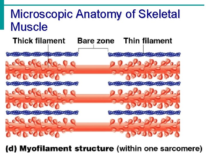 Microscopic Anatomy of Skeletal Muscle 