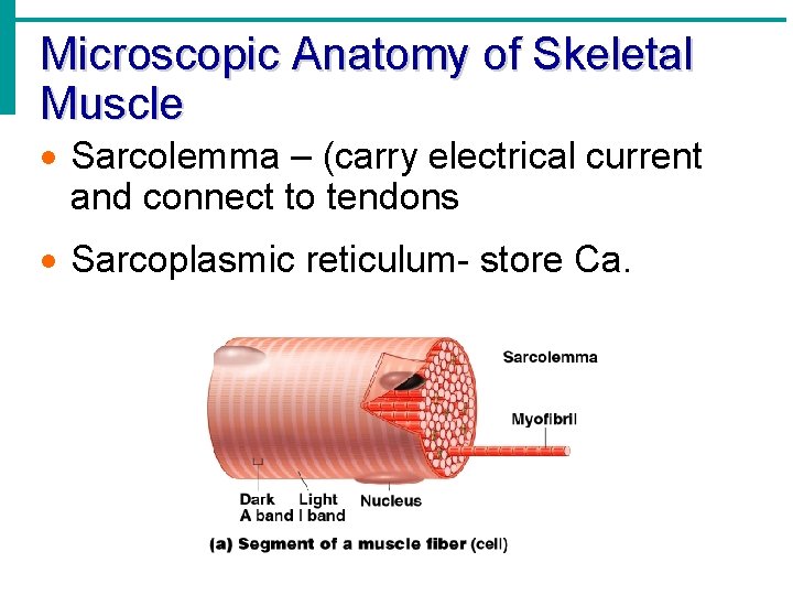 Microscopic Anatomy of Skeletal Muscle · Sarcolemma – (carry electrical current and connect to