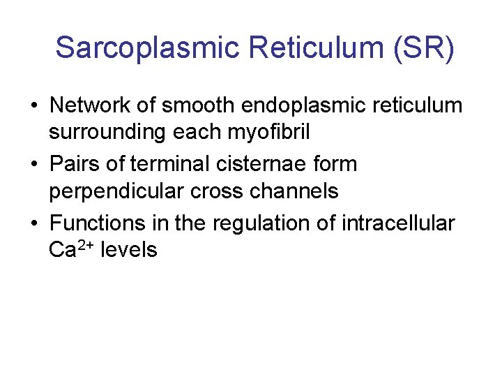 Sarcoplasmic Reticulum (SR) • Network of smooth endoplasmic reticulum surrounding each myofibril • Pairs