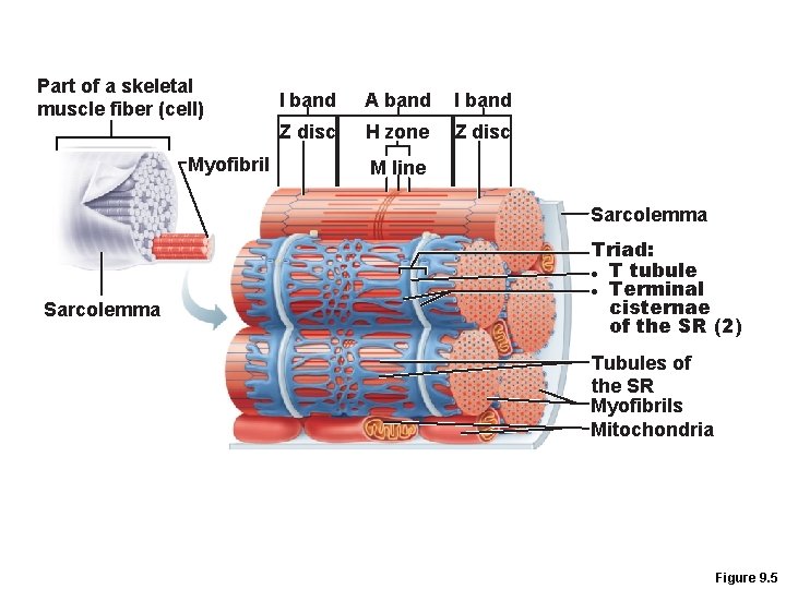 Part of a skeletal muscle fiber (cell) Myofibril I band A band I band