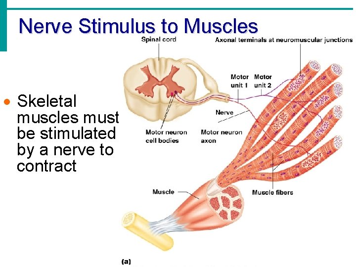 Nerve Stimulus to Muscles · Skeletal muscles must be stimulated by a nerve to