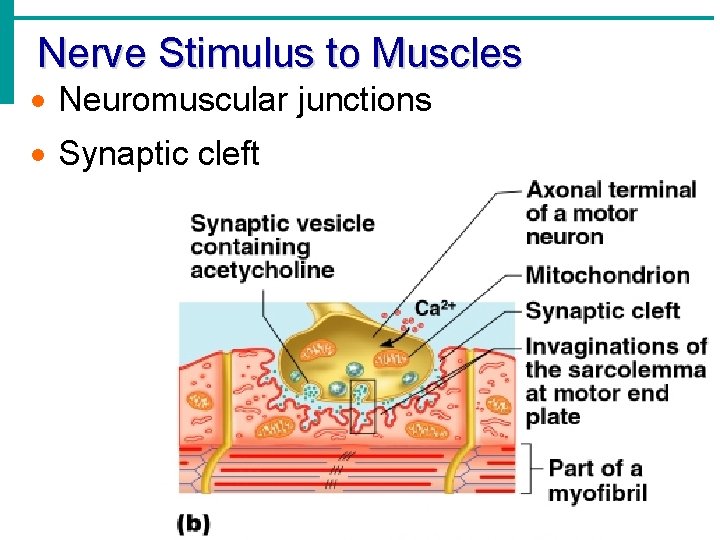 Nerve Stimulus to Muscles · Neuromuscular junctions · Synaptic cleft 