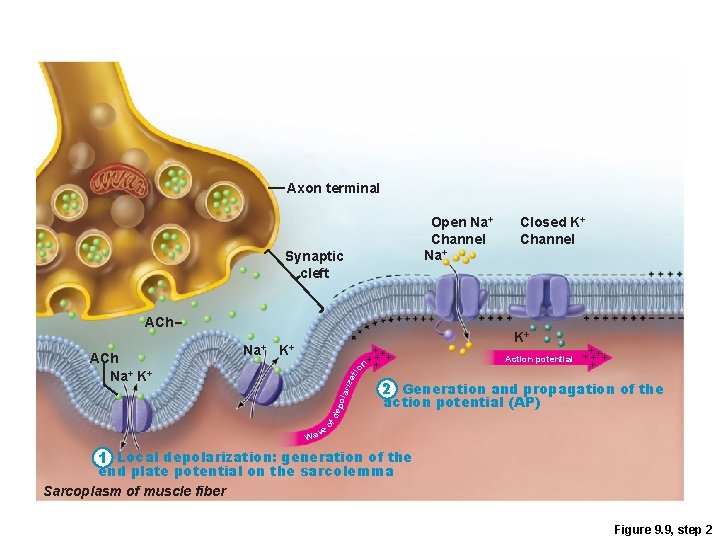 Axon terminal Open Na+ Channel Na+ Synaptic cleft ACh K+ iza tio n K+