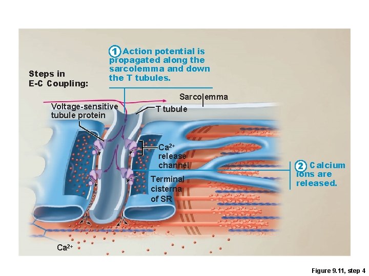 1 Action potential is Steps in E-C Coupling: propagated along the sarcolemma and down