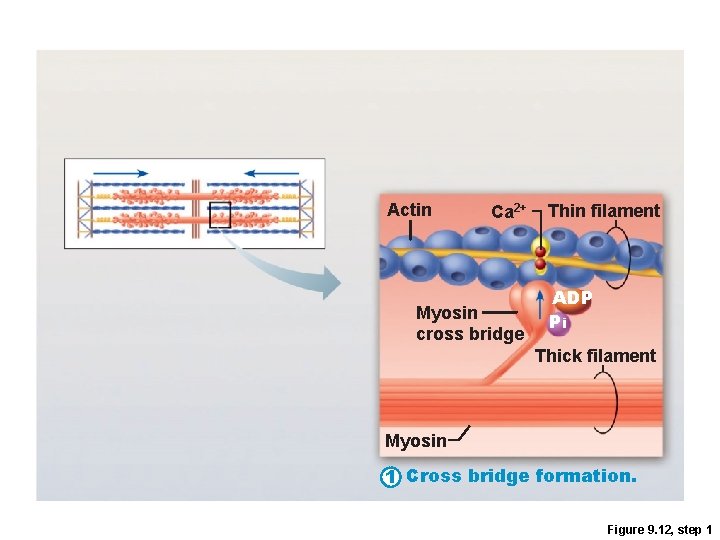 Actin Ca 2+ Myosin cross bridge Thin filament ADP Pi Thick filament Myosin 1