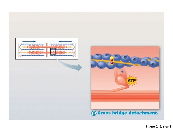 ATP 3 Cross bridge detachment. Figure 9. 12, step 4 