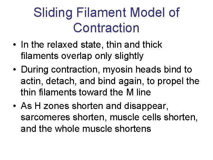 Sliding Filament Model of Contraction • In the relaxed state, thin and thick filaments
