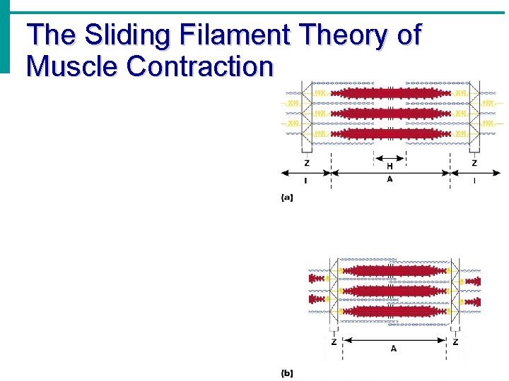 The Sliding Filament Theory of Muscle Contraction 