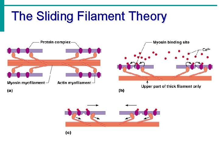 The Sliding Filament Theory 