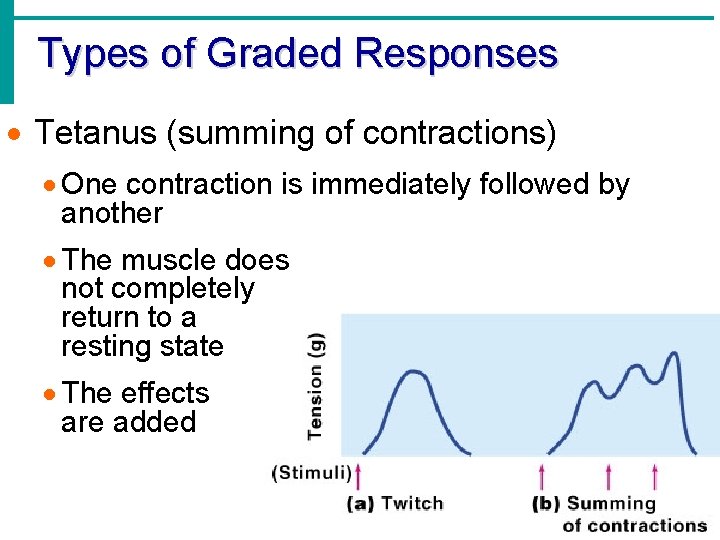 Types of Graded Responses · Tetanus (summing of contractions) · One contraction is immediately