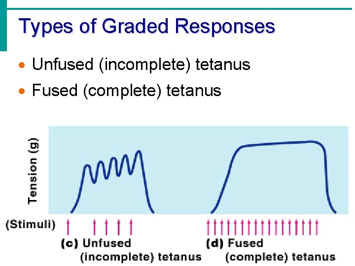 Types of Graded Responses · Unfused (incomplete) tetanus · Fused (complete) tetanus Figure 6.