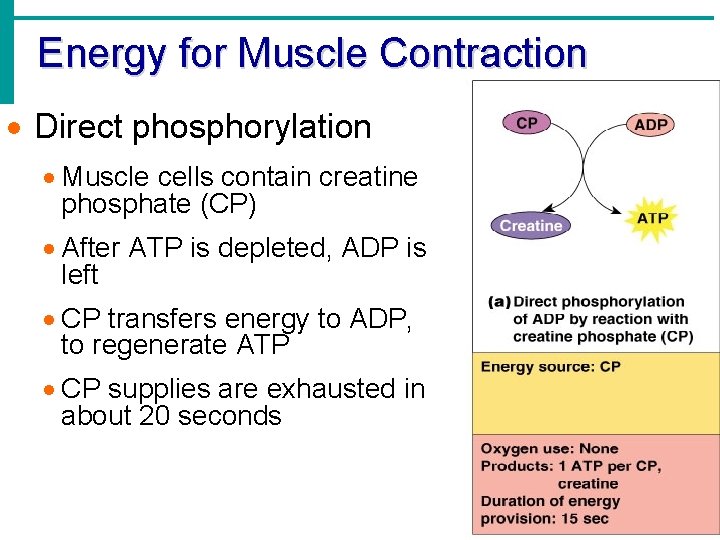 Energy for Muscle Contraction · Direct phosphorylation · Muscle cells contain creatine phosphate (CP)