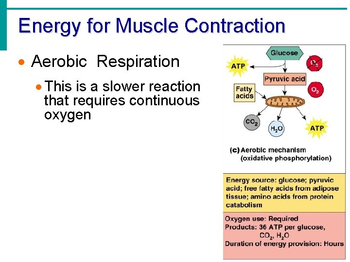 Energy for Muscle Contraction · Aerobic Respiration · This is a slower reaction that