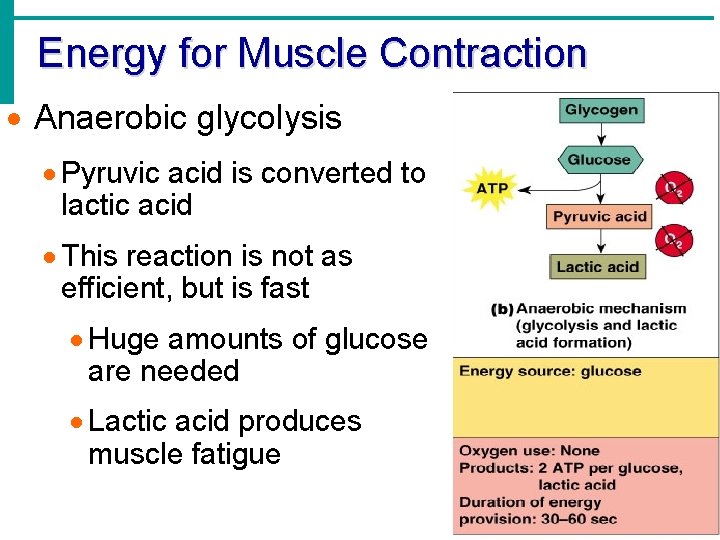 Energy for Muscle Contraction · Anaerobic glycolysis · Pyruvic acid is converted to lactic