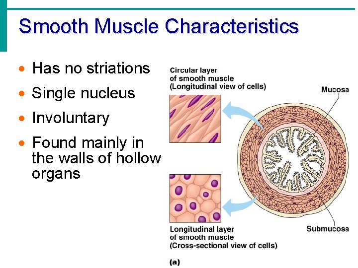 Smooth Muscle Characteristics · Has no striations · Single nucleus · Involuntary · Found