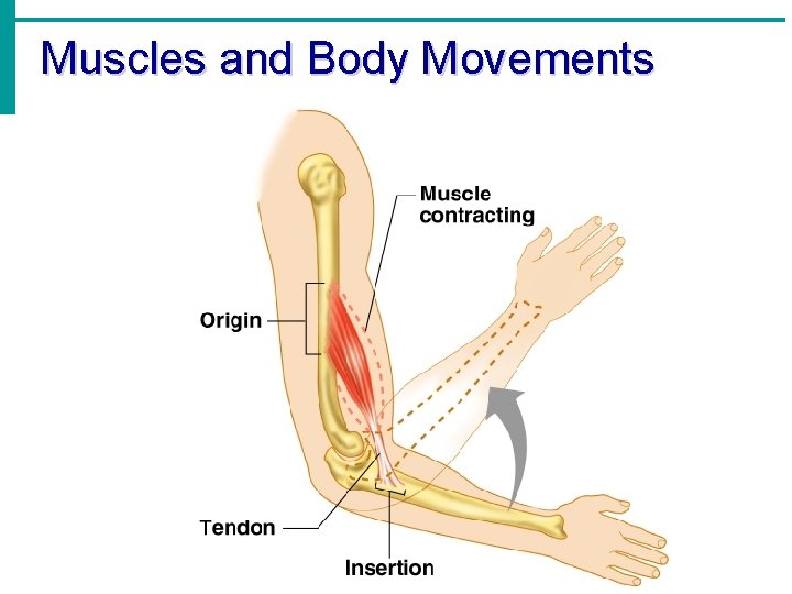 Muscles and Body Movements 