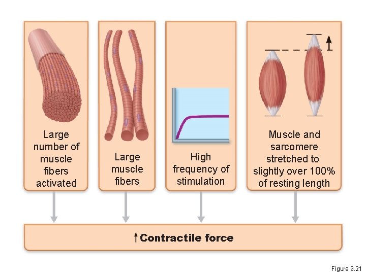 Large number of muscle fibers activated Large muscle fibers High frequency of stimulation Muscle