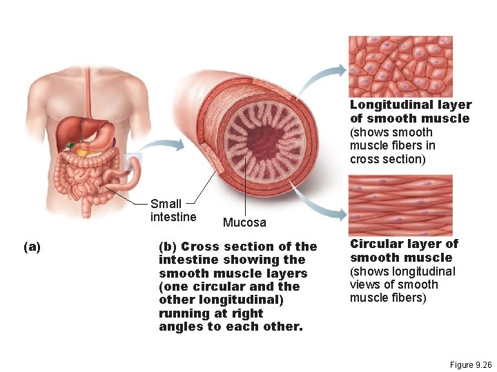 Longitudinal layer of smooth muscle (shows smooth muscle fibers in cross section) Small intestine