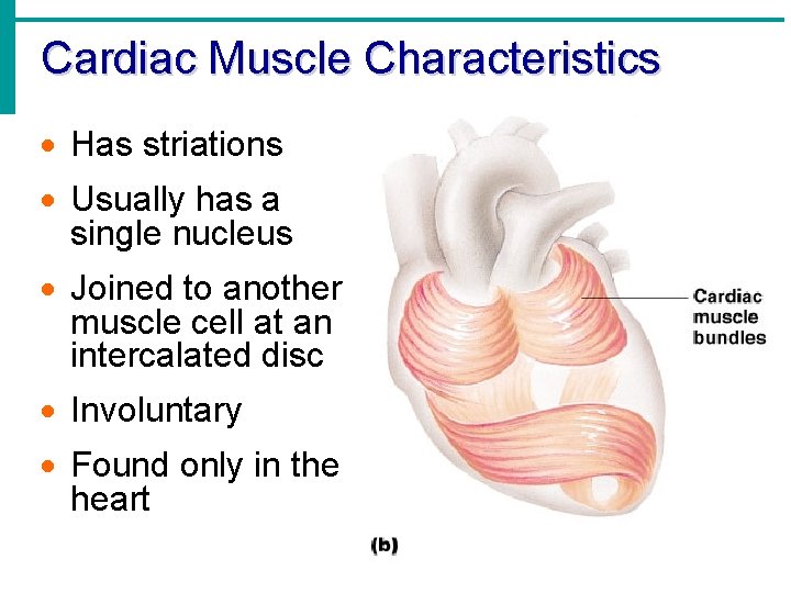 Cardiac Muscle Characteristics · Has striations · Usually has a single nucleus · Joined