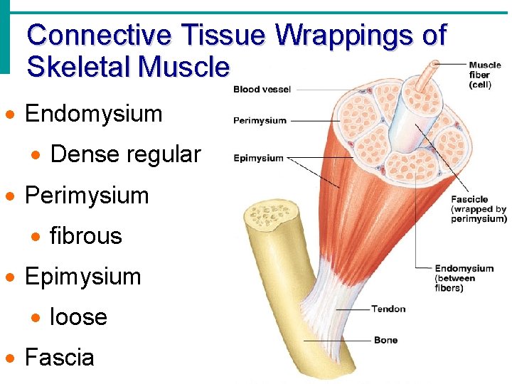 Connective Tissue Wrappings of Skeletal Muscle · Endomysium · Dense regular · Perimysium ·