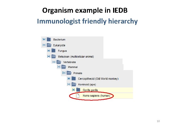 Organism example in IEDB Immunologist friendly hierarchy 10 
