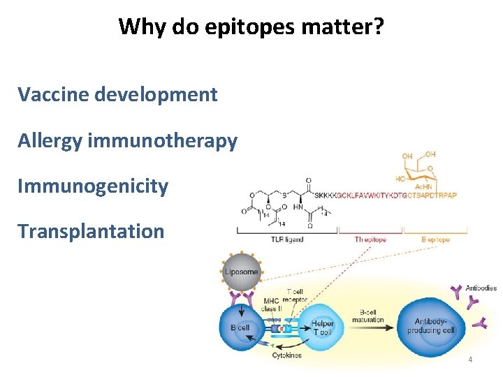 Why do epitopes matter? Vaccine development Allergy immunotherapy Immunogenicity Transplantation 4 