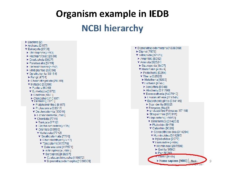 Organism example in IEDB NCBI hierarchy 9 