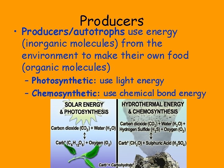 Producers • Producers/autotrophs use energy (inorganic molecules) from the environment to make their own