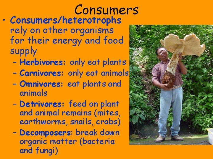 Consumers • Consumers/heterotrophs rely on other organisms for their energy and food supply –