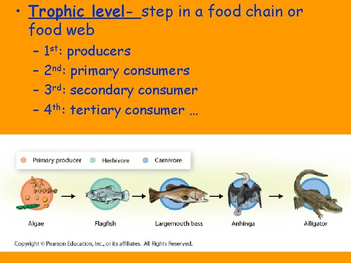  • Trophic level- step in a food chain or food web – –