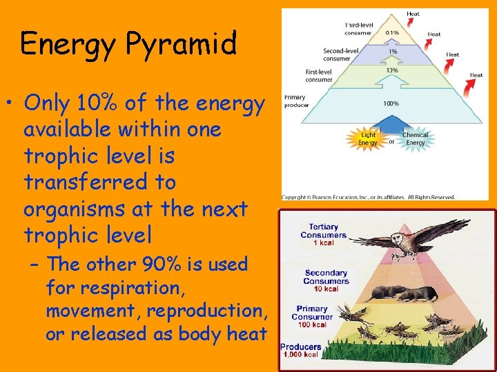Energy Pyramid • Only 10% of the energy available within one trophic level is