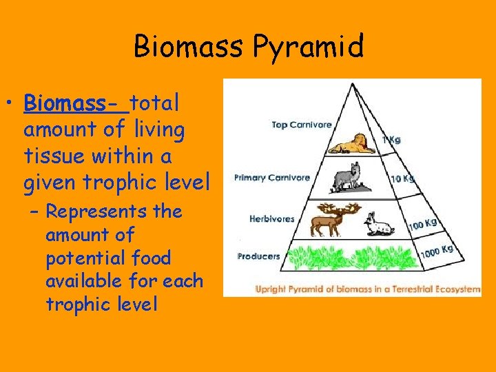 Biomass Pyramid • Biomass- total amount of living tissue within a given trophic level