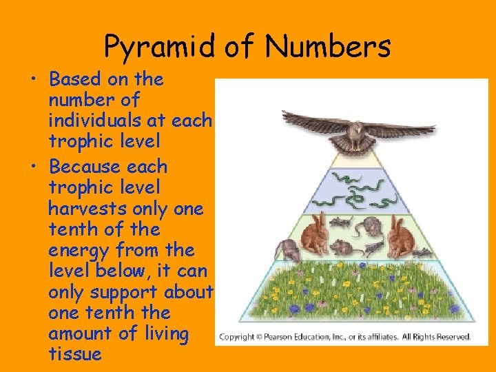 Pyramid of Numbers • Based on the number of individuals at each trophic level