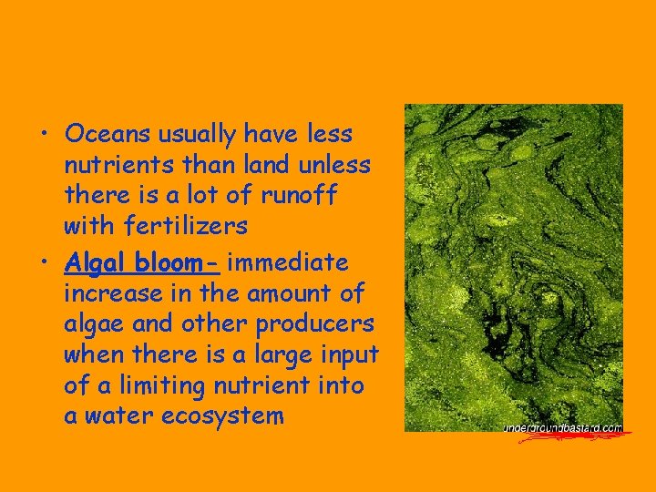  • Oceans usually have less nutrients than land unless there is a lot