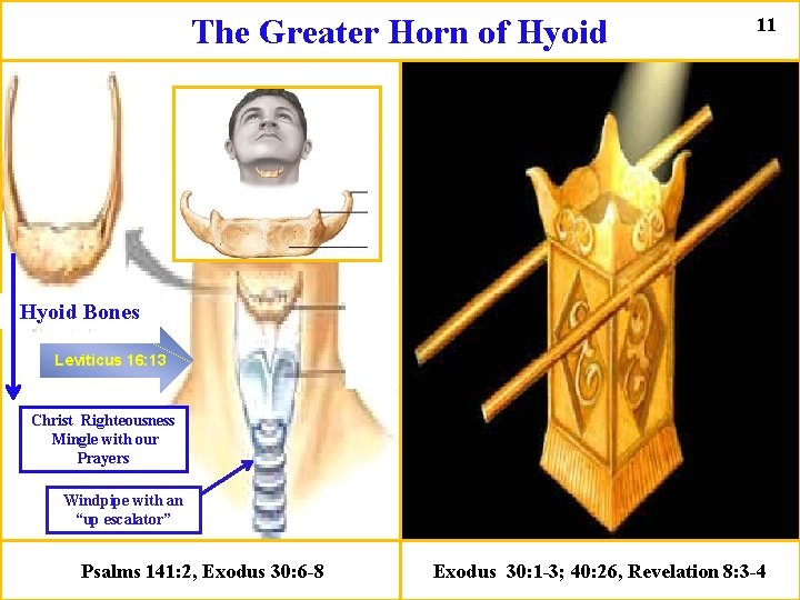 The Greater Horn of Hyoid 11 Hyoid Bones Leviticus 16: 13 Christ Righteousness Mingle