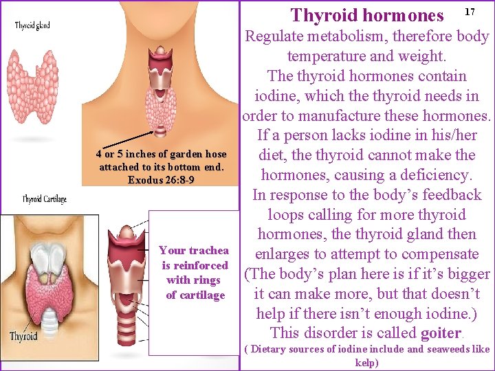 Thyroid hormones 4 or 5 inches of garden hose attached to its bottom end.