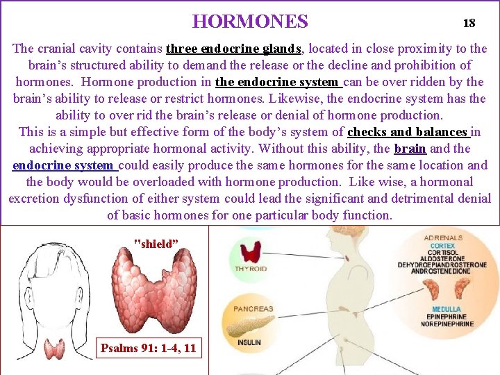 HORMONES 18 The cranial cavity contains three endocrine glands, located in close proximity to