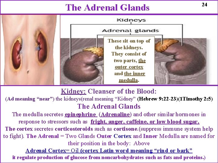 The Adrenal Glands 24 These sit on top of the kidneys. They consist of