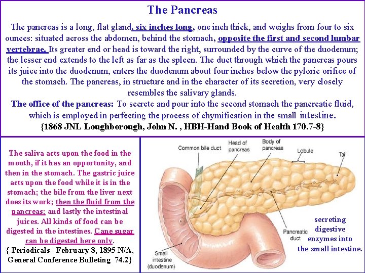 The Pancreas 26 The pancreas is a long, flat gland, six inches long, one