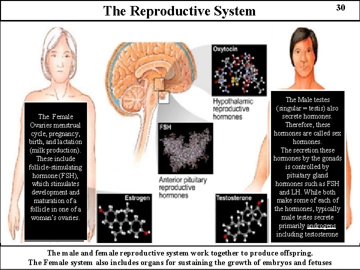 30 The Reproductive System The Female Ovaries menstrual cycle, pregnancy, birth, and lactation (milk